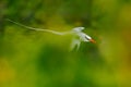 Red-billed Tropicbird, Phaethon aethereus, rare bird from the Caribbean. Flying Tropicbird with green forest in background. Wildli Royalty Free Stock Photo