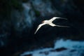 Red-billed Tropicbird, Phaethon aethereus, rare bird from the Caribbean. Flying Tropicbird with green forest in background. Wildli Royalty Free Stock Photo