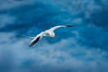 Red-billed Tropicbird, Phaethon aethereus, rare bird from the Caribbean. Flying Tropicbird with green forest in background. Wildli Royalty Free Stock Photo