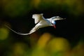 Red-billed Tropicbird, Phaethon aethereus, rare bird from the Caribbean. Flying Tropicbird with green forest in background. Wildli Royalty Free Stock Photo