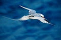 Red-billed Tropicbird, Phaethon aethereus, rare bird from the Caribbean. Flying Tropicbird with green forest in background. Wildli Royalty Free Stock Photo