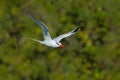 Red-billed Tropicbird, Phaethon aethereus, rare bird from the Caribbean. Flying Tropicbird with green forest background. White