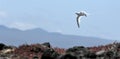 Red-billed Tropicbird (Phaethon aethereus) in sky on galapagos island.