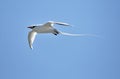 Red-billed Tropicbird (Phaethon aethereus) in sky on galapagos island.