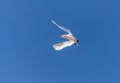 Red-billed Tropicbird