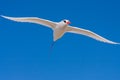 Red-billed Tropicbird Royalty Free Stock Photo