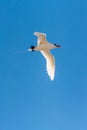 Red-billed Tropicbird Royalty Free Stock Photo