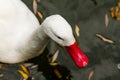 Red billed white duck in water Royalty Free Stock Photo