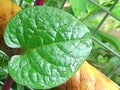 red binahong leaves for treatment Royalty Free Stock Photo