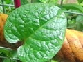 red binahong leaves for treatment Royalty Free Stock Photo