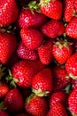 Red biological strawberry background. Many bright fresh berries with green leaves. Vertical harvesting composition