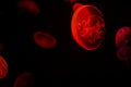 Red bioluminescent jellyfish swimming in deep, dark ocean.
