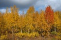 Red birch among yellow in autumn.