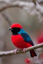 red bird , Ai Generated Royalty Free Stock Photo