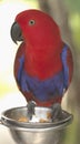 Red bird Bali