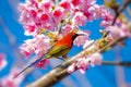 Red bird blue background perched on the branches Sakura Royalty Free Stock Photo