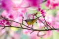 Red bird blue background perched on the branches Sakura Royalty Free Stock Photo