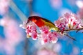 Red bird blue background perched on the branches Sakura Royalty Free Stock Photo