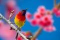 Red bird blue background perched on the branches Sakura Royalty Free Stock Photo