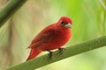 Red bird on branch Royalty Free Stock Photo