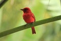 Red bird on branch Royalty Free Stock Photo