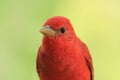 Red bird on branch Royalty Free Stock Photo