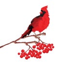 Red bird cardinal on branch Royalty Free Stock Photo