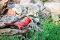 Red Bird Cardinal on a Rock Royalty Free Stock Photo