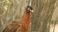 Red bird chicken inside the zoo cage