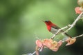 Red Bird (Crimson Sunbird) perching on branch Royalty Free Stock Photo