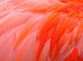 Red bird feather Royalty Free Stock Photo