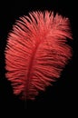 Red bird feather Royalty Free Stock Photo