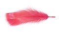 Red bird feather isolated Royalty Free Stock Photo