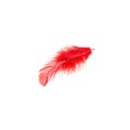 Red bird feather isolated on white background. Royalty Free Stock Photo