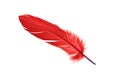 Red Bird Feather Isolated on White Background Royalty Free Stock Photo