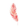 Red Bird Feather with Nib as Avian Plumage Vector Illustration Royalty Free Stock Photo