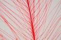 Red bird feather under the microscope Royalty Free Stock Photo