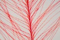 Red bird feather under the microscope Royalty Free Stock Photo