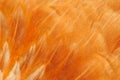 Red Bird Feathers Macro Royalty Free Stock Photo