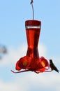 Red bird feeder hummingbird