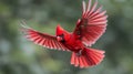 A red bird flying in the air with its wings spread, AI Royalty Free Stock Photo