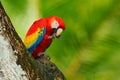 Red bird in the forest. Parrot in the green jungle habitat. Red parrot near hole. Parrot Scarlet Macaw, Ara macao, in green tropic Royalty Free Stock Photo