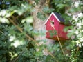Red bird house hanging in a hedge maple tree.