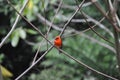 Red bird on the island of Mahe, seychelles