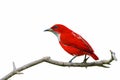 Red bird isolated on branch with white background.