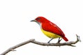 Red bird isolated on branch with white background. Royalty Free Stock Photo