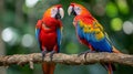 Red bird love. pair of big parrot scariet two birds sitting on branch, Wildlife love scence Royalty Free Stock Photo