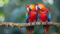 Red bird love. pair of big parrot scariet ,two birds sitting on branch, Wildlife love scenc Royalty Free Stock Photo