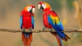 Red bird love. pair of big parrot scariet two birds sitting on branch, Wildlife love scence Royalty Free Stock Photo