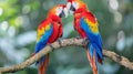 pair of big parrot scariet two birds sitting on branch, Wildlife love scence Royalty Free Stock Photo